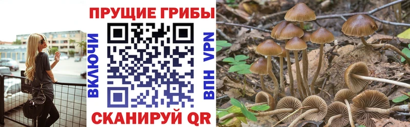 купить  сайты  Катайск  Псилоцибиновые грибы прущие грибы 